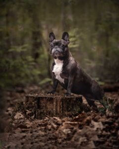 Franse Bulldog in bos