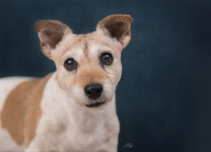 Jack Russel-portret-studiofotografie