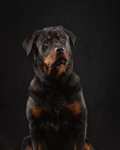 portret Rotweiller-studiofotografie