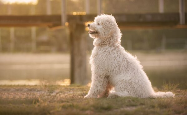 labradoodle-de Berk-zonsondergang