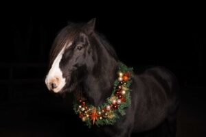 paard Kay met kerstkrans
